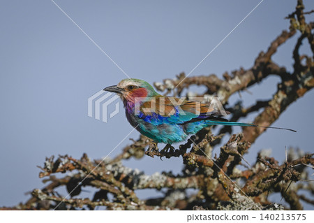 Lilac-breasted roller with catchlight on lichen-covered bush Lilac-breasted roller with catchlight on lichen-covered bush 140213575