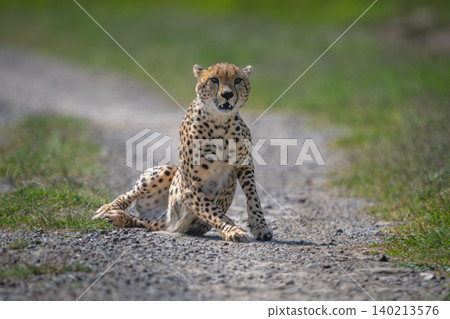 Male cheetah gets up from gravel track Male cheetah gets up from gravel track 140213576