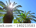 Palm trees and blue sky 140213583