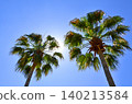 Palm trees and blue sky 140213584
