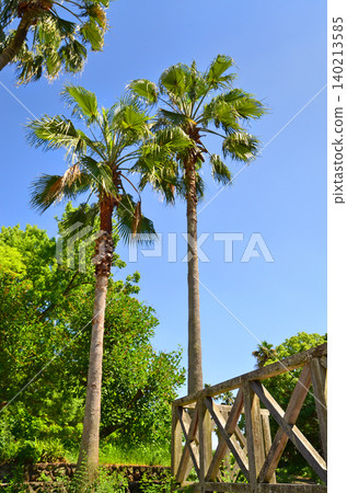 棕櫚樹和木質平台構成的風景。 棕櫚樹和木質平台構成的風景。 140213585