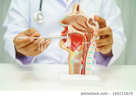 Asian doctor with nasal oral throat cavity neck human anatomy model for study diagnosis and treatment in hospital. Asian doctor with nasal oral throat cavity neck human anatomy model for study diagnosis and treatment in hospital. 140213629