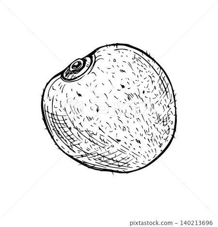 Whole kiwi fruit line art black ink sketch. Oval ripe tropical fruit drawing with textured shell hand drawn etching. Food element for culinary menu, diet concept and healthy nutrition design Whole kiwi fruit line art black ink sketch. Oval ripe tropical fruit drawing with textured shell hand drawn etching. Food element for culinary menu, diet concept and healthy nutrition design 140213696