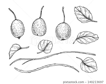 Set of hand drawn kiwi fruits with leaves and twigs realistic graphic sketch. Monochrome ripening exotic fruit clip art. Botanical drawing for menu design, diet concept or healthy nutrition Set of hand drawn kiwi fruits with leaves and twigs realistic graphic sketch. Monochrome ripening exotic fruit clip art. Botanical drawing for menu design, diet concept or healthy nutrition 140213697