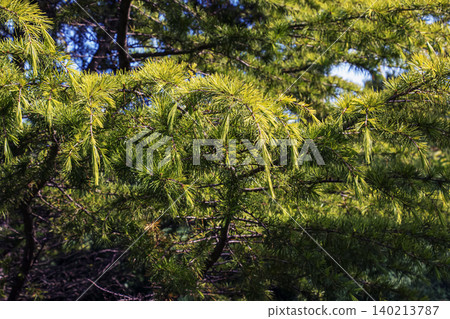 Larch Branches with Developing Spring Needles Larch Branches with Developing Spring Needles 140213787