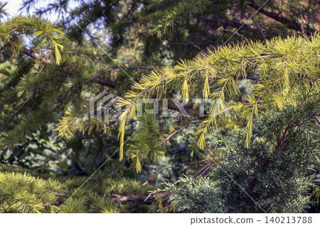 Graceful Drooping Branches of European Larch Graceful Drooping Branches of European Larch 140213788