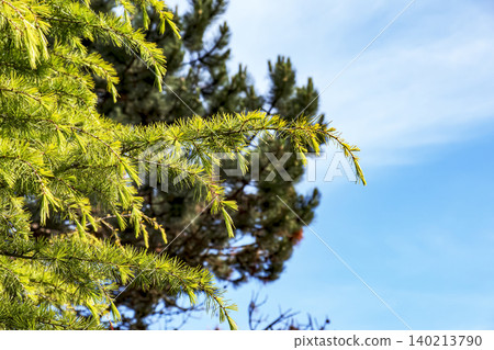 European Larch Foliage Against Blue Sky European Larch Foliage Against Blue Sky 140213790