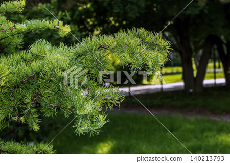 Textured Larch Branch with Fresh Green Needles 140213793