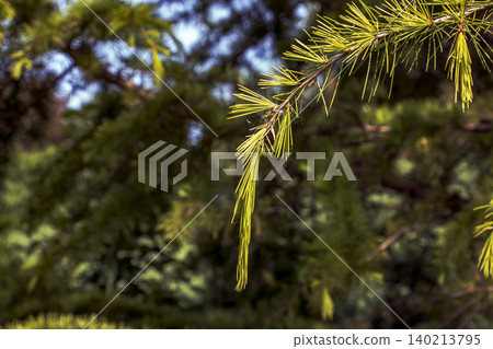 Young Larch Needles on Branch of Larix decidua Young Larch Needles on Branch of Larix decidua 140213795