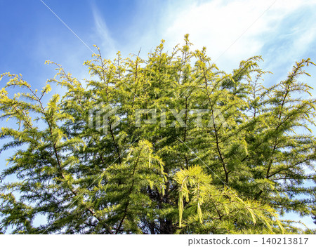 European Larch Tree Larix decidua in Botanical Garden European Larch Tree Larix decidua in Botanical Garden 140213817