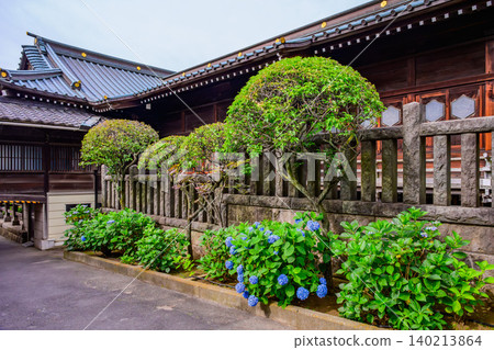 Early summer morning, blue heart-shaped hydrangeas bloom beautifully against the backdrop of the covered walkway at Hakusan Shrine. Early summer morning, blue heart-shaped hydrangeas bloom beautifully against the backdrop of the covered walkway at Hakusan Shrine. 140213864