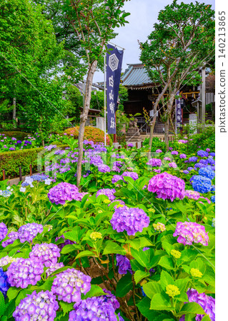 Early summer morning view of the hydrangea hedge and banners from the right side of the main hall of Hakusan Shrine. Vertical composition, no people. Early summer morning view of the hydrangea hedge and banners from the right side of the main hall of Hakusan Shrine. Vertical composition, no people. 140213865