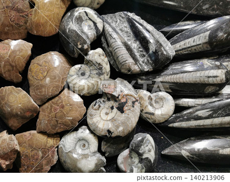 ammonite fossil isolated ammonite fossil isolated 140213906