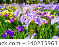 Purple irises blooming in the Suigo Itako Iris Garden 140213963