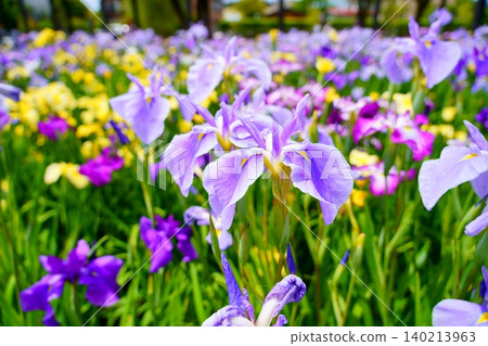 Purple irises blooming in the Suigo Itako Iris Garden 140213963