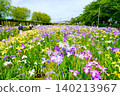 Vibrant irises at Suigo Itako Iris Garden 140213967