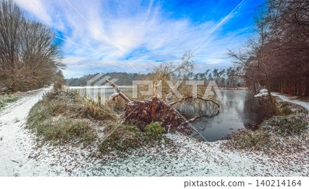 Uprooted Willow Tree beside Frozen Pond in Winter 140214164