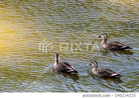 A scene of a flock of mallard ducks swimming on the water's surface. 140214215