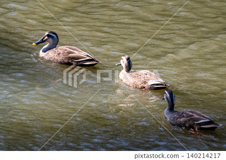 A flock of mallards swimming in the shade of the water. 140214217