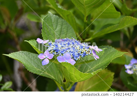 Blue hydrangea Blue hydrangea 140214427