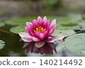 Pink water lilies floating on the surface of the water 140214492