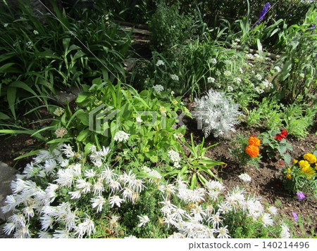 Dusty Miller, Portulaca grandiflora, Marigold 140214496