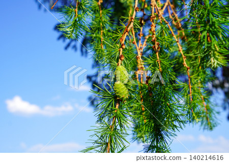 larch green pinecones larch green pinecones 140214616