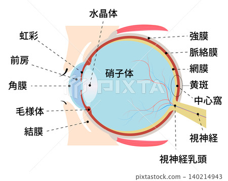 人類眼球橫斷面圖，並標示了各部分的名稱。 140214943