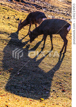 A scene of deer grazing in Nara Park in the early morning, with their long, stretched-out silhouettes. A scene of deer grazing in Nara Park in the early morning, with their long, stretched-out silhouettes. 140214953