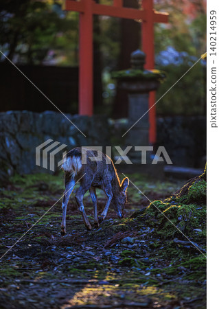 The deer of Nara Park stand amidst the vermilion torii gate and the sacred forest. The deer of Nara Park stand amidst the vermilion torii gate and the sacred forest. 140214959