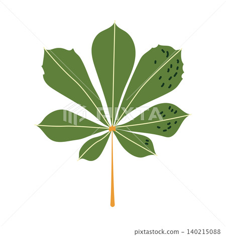 Green chestnut leaf vector autumn illustration with textured details Green chestnut leaf vector autumn illustration with textured details 140215088