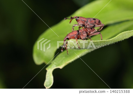 Living creatures: Insects - Two-spotted weevils mating. Both males and females have black markings on a red background that extends to their abdomen. Living creatures: Insects - Two-spotted weevils mating. Both males and females have black markings on a red background that extends to their abdomen. 140215388