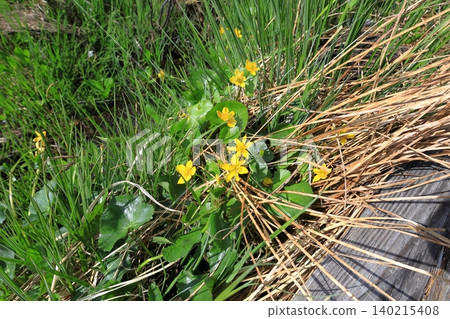 Marsh marigolds blooming along the boardwalk in Oze Marsh Marsh marigolds blooming along the boardwalk in Oze Marsh 140215408