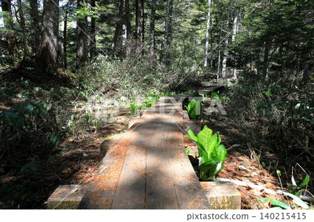 Skunk cabbage at Shirasuna Pass in Oze Skunk cabbage at Shirasuna Pass in Oze 140215415