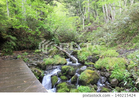 白砂峠:連接大澤沼湖和大澤原沼澤的小徑 白砂峠:連接大澤沼湖和大澤原沼澤的小徑 140215424