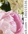 Peony root 140215536