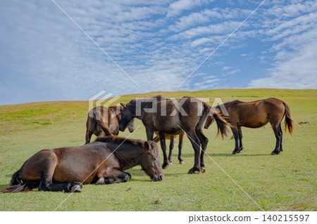 Wild horses at Komatsugaoka, Toi Cape Wild horses at Komatsugaoka, Toi Cape 140215597