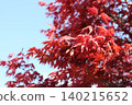 Bright red autumn leaves Bright red autumn leaves 140215652
