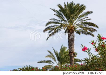 Date palm tree with green fronds rising above pink oleander flowers in a Mediterranean coastal garden in Paphos, Cyprus. Copy space Date palm tree with green fronds rising above pink oleander flowers in a Mediterranean coastal garden in Paphos, Cyprus. Copy space 140215723