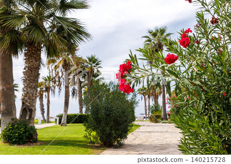 Pink oleander flowers blooming beside palm trees along a mediterranean seaside promenade in Paphos, Cyprus Pink oleander flowers blooming beside palm trees along a mediterranean seaside promenade in Paphos, Cyprus 140215728
