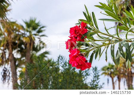 Red oleander flowering shrub in a Mediterranean garden in Paphos, Cyprus, with palm trees and subtropical resort atmosphere. 140215730