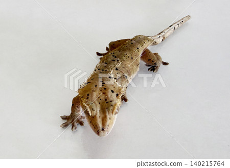 A gecko crawls slowly on a clear, flat surface inside a room. Th A gecko crawls slowly on a clear, flat surface inside a room. Th 140215764