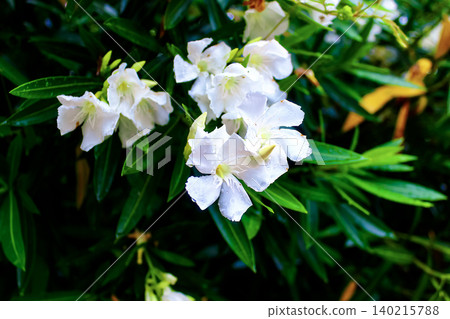 [Osaka] Nagai Botanical Garden in summer: Oleander after the rain 140215788