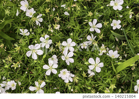 White Cranesbill Flowers Forming Natural Ground Cover White Cranesbill Flowers Forming Natural Ground Cover 140215804