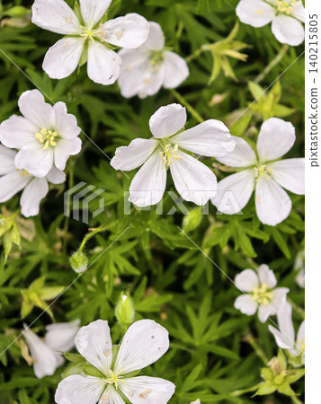 Delicate White Cranesbill Flowers In Garden Delicate White Cranesbill Flowers In Garden 140215805
