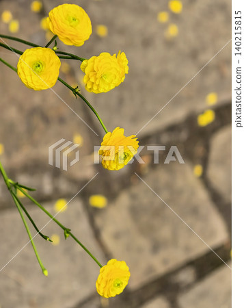Yellow Buttercup Flowers Above Stone Pavement Yellow Buttercup Flowers Above Stone Pavement 140215815