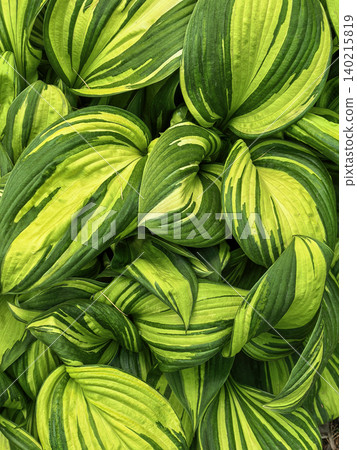 Variegated Hosta Leaves Forming Botanical Background 140215819