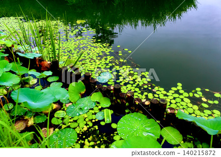 [Osaka] Summer at Nagai Botanical Garden: Lotus leaves after the rain 140215872