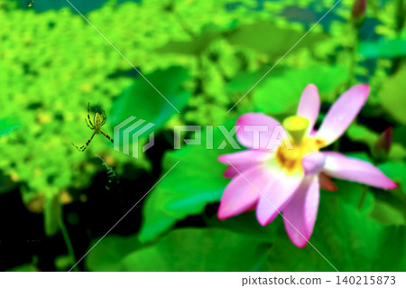 [Osaka] Nagai Botanical Garden in summer: Water lilies and spiders after the rain 140215873