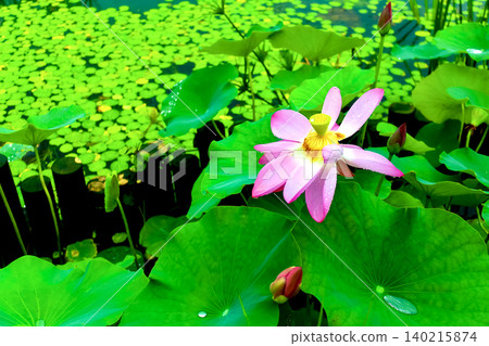[Osaka] Summer at Nagai Botanical Garden: Water lilies after the rain 140215874
